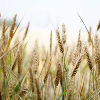 Agriculture